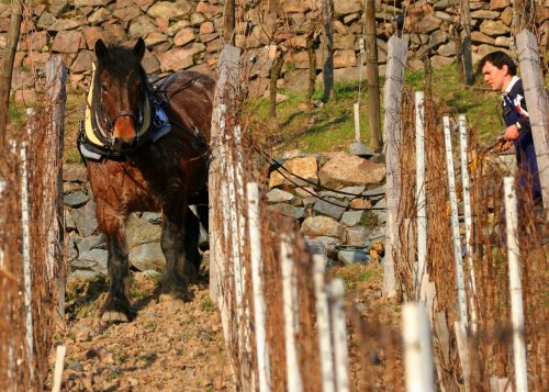 Domaine Zind Humbrecht