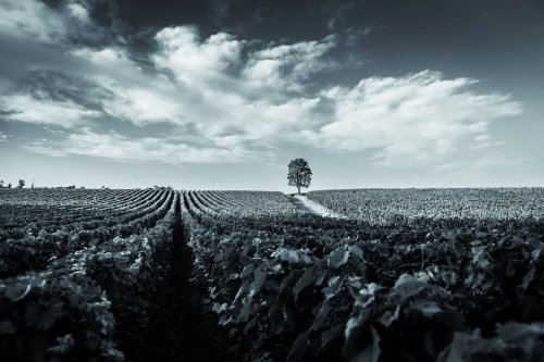 Ca del Bosco