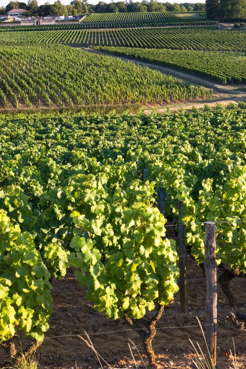 Chateaux Haut-Brion