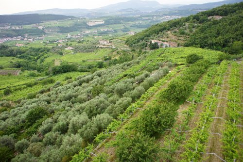 Cantina di Negrar