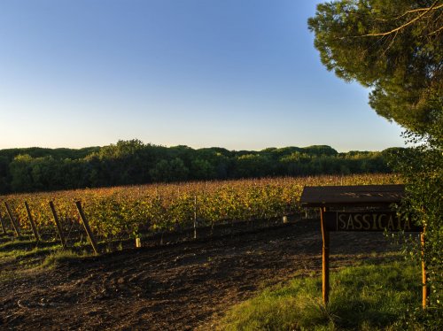 Tenuta San Guido