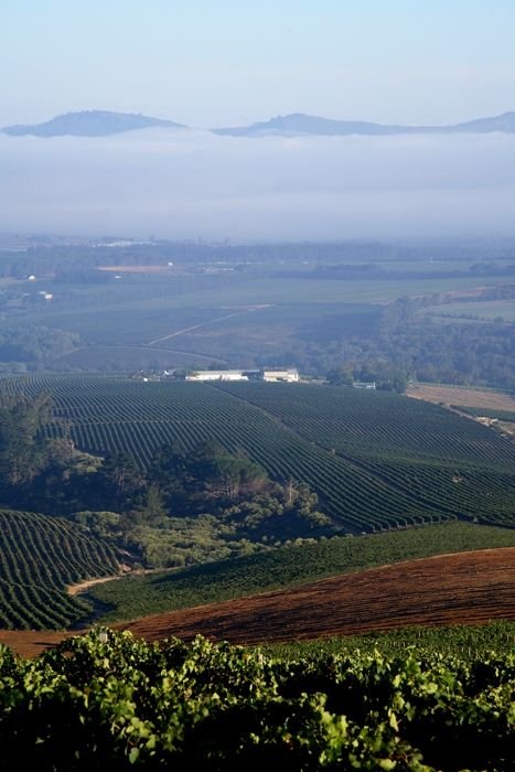 Alto Wine Estate