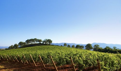 Fattoria Aldobrandesca