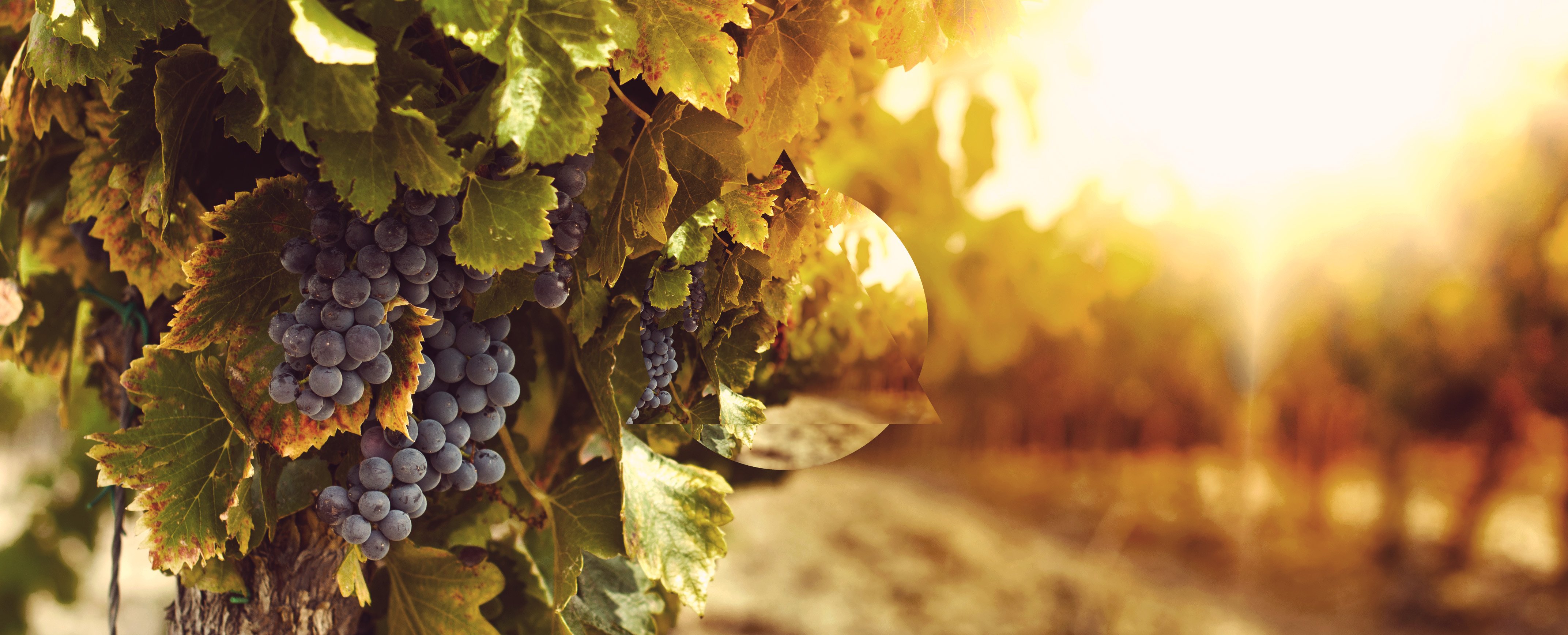Chardonnay day