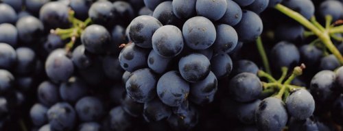 Carmenere