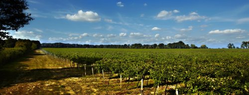 Top vína odrody Devín