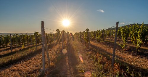 2018-09-27 Degustácia Ostrožovič