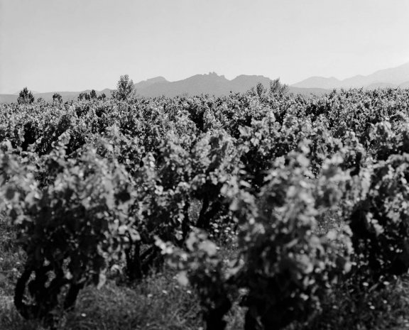 Winery header
