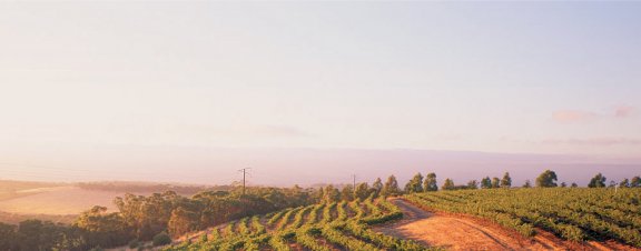 Winery header