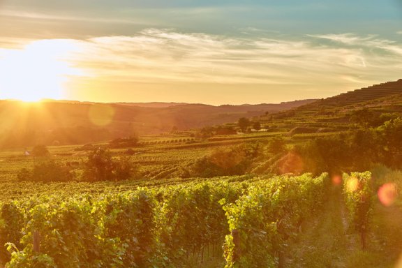 Winery header