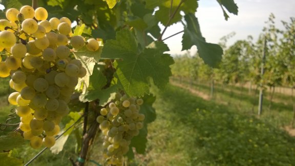 Winery header