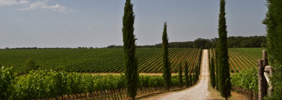 Winery header