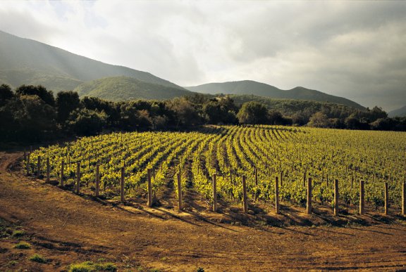 Winery header